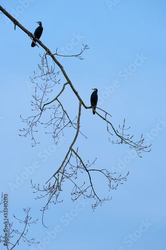 Kormoran sitzt auf Ast im Baum am frühen morgen im Gegenlicht