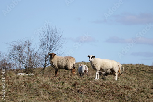 Fototapeta Naklejka Na Ścianę i Meble -  Schafe auf der Weide