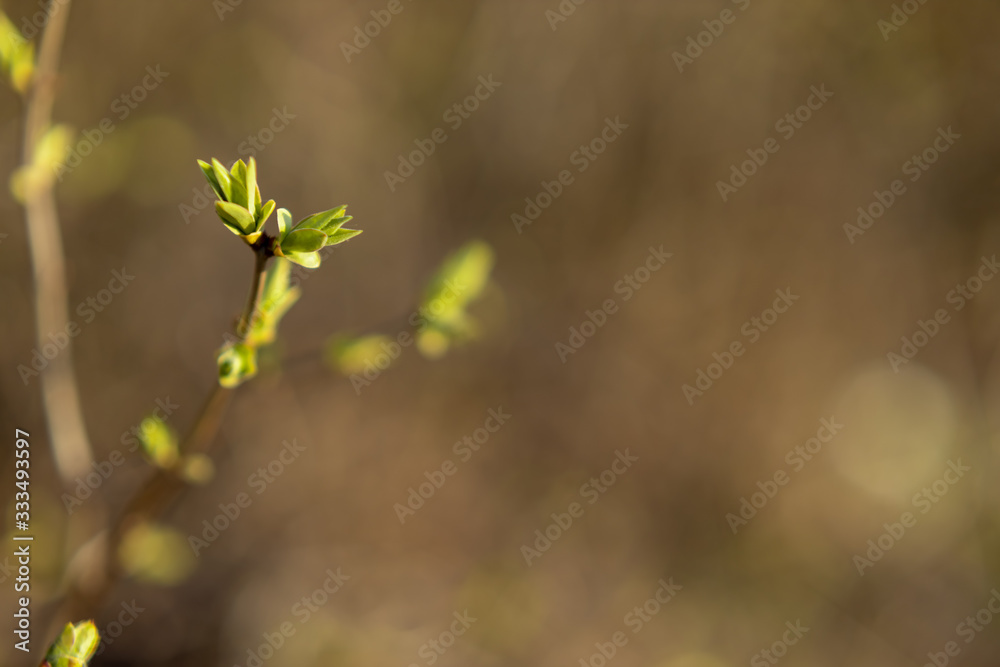 Green buds on branches in spring. Nature and blooms in spring. Bokeh light background. Soft focus Green buds on branches in spring. Nature and blooms in spring. Bokeh light background. Soft focus