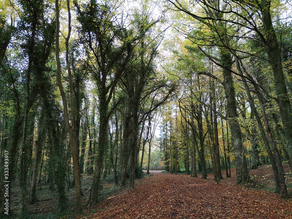 Obraz premium Forest Pathway