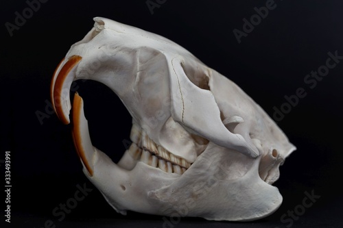 Skull of a Eurasian beaver, Castor fiber