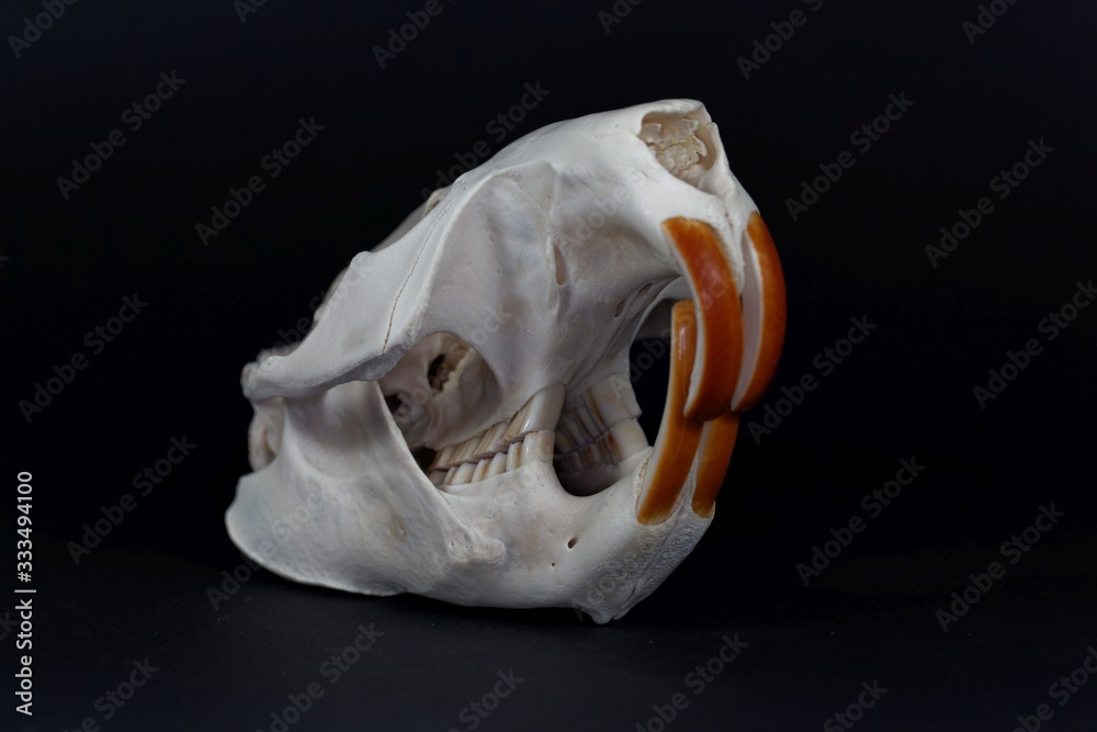 Naklejka premium Skull of a Eurasian beaver, Castor fiber