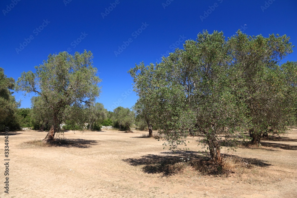 Italy olive tree farm
