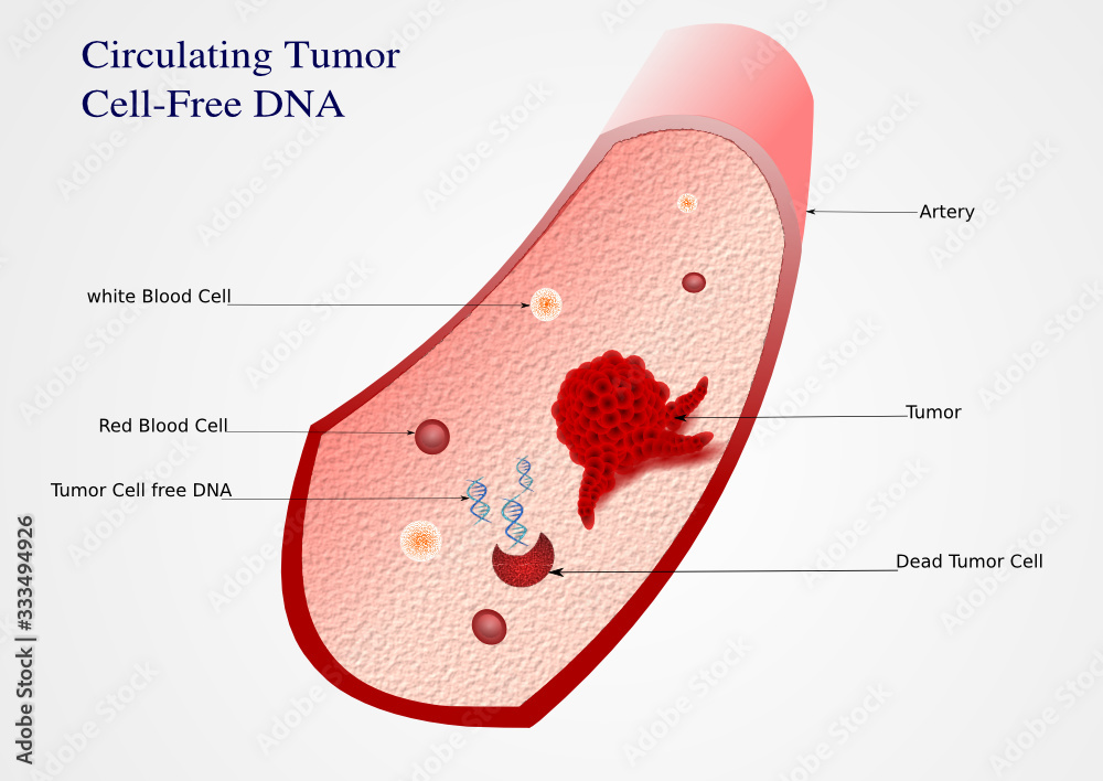 Fotografie Circulating tumor cell free DNA illustration