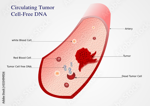 Circulating tumor cell free DNA illustration
