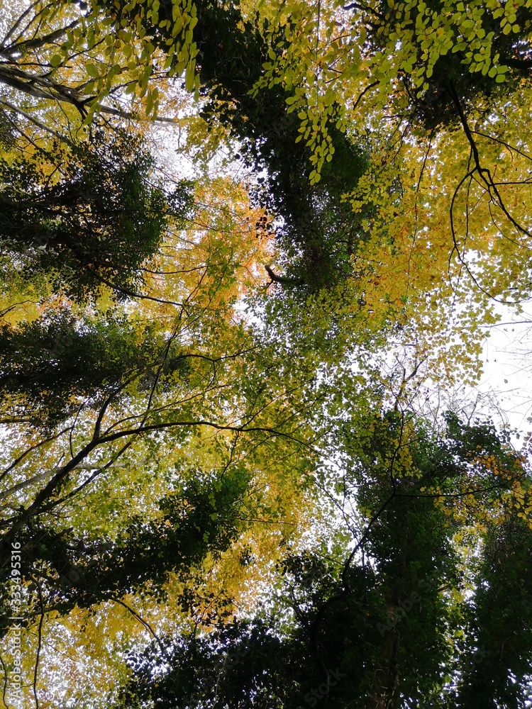 Autumn Leaves Autumn Leaves