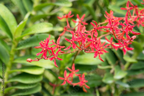 Closeup of red orchid flowers in Singapore
