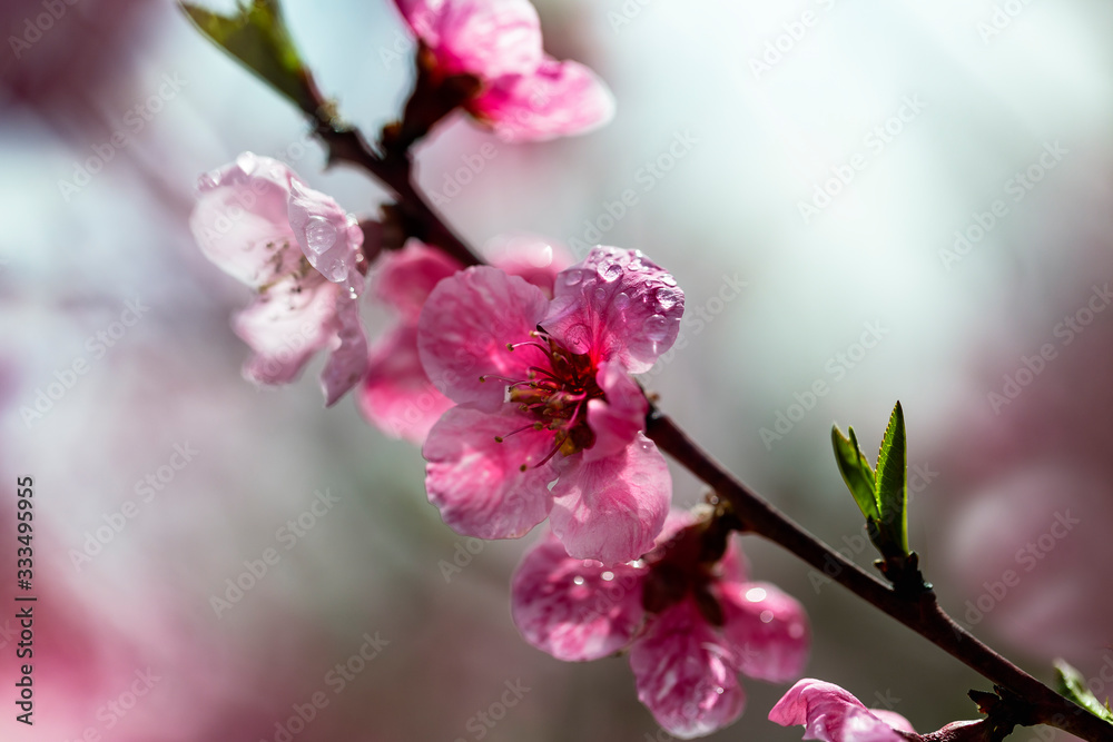 Twig of blooming pink peach tree flowers with beautiful bokeh