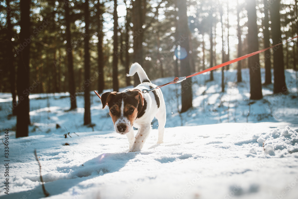 Jack russell terrier in winter time