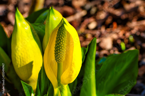 2020-03-25 ISOLATED VIEW OF SKUNK CABBAGE IN THE MERCER SLOUGH IN BELLEVUE WASHINGTON photo