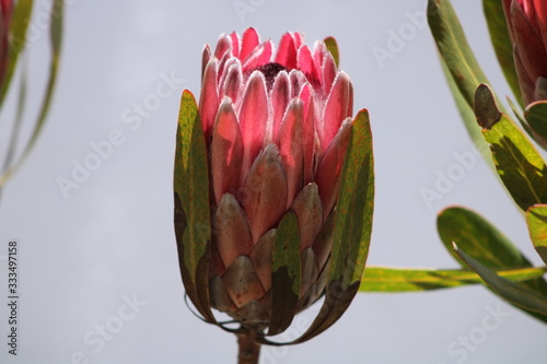 Isolated protea flower on white background photo