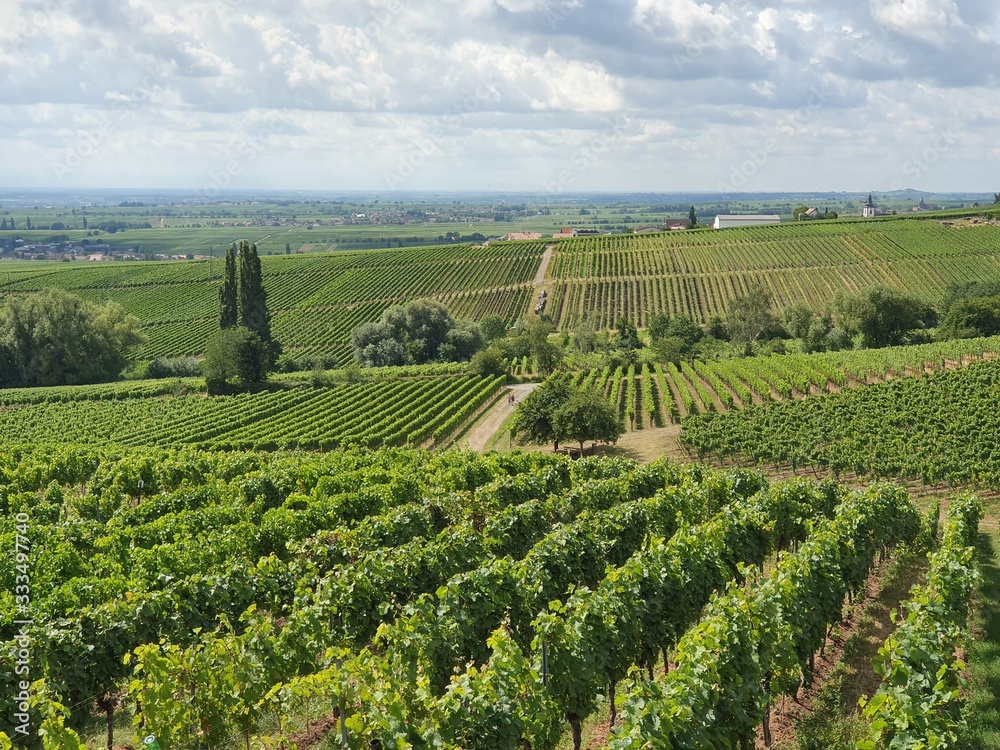 vineyard in palatinate