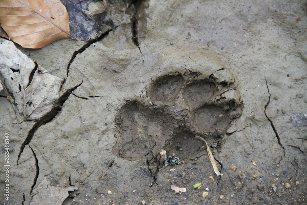 Obraz premium Sheepdog foot print in the earth mud