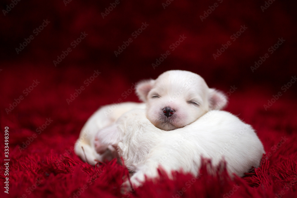 The Maltese is a breed of dog in the toy group. Maltese puppies are sleeping on a bright red carpet. The Maltese is a breed of dog in the toy group. Maltese puppies are sleeping on a bright red carpet.
