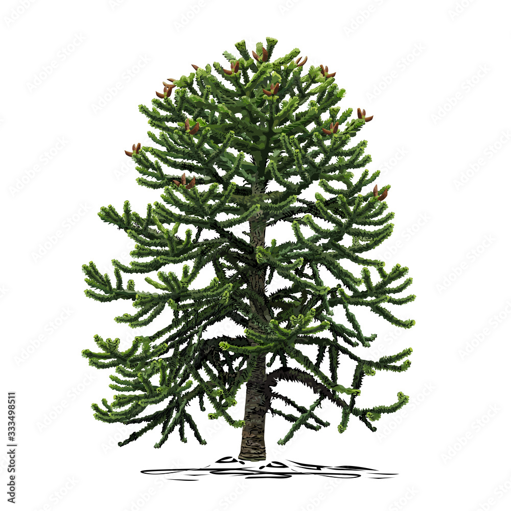 A small tree of araucaria (Araucaria L.) A small tree of araucaria (Araucaria L.)