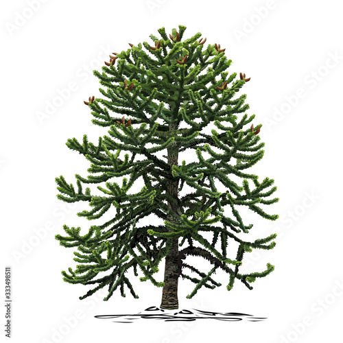 A small tree of araucaria (Araucaria L.) photo