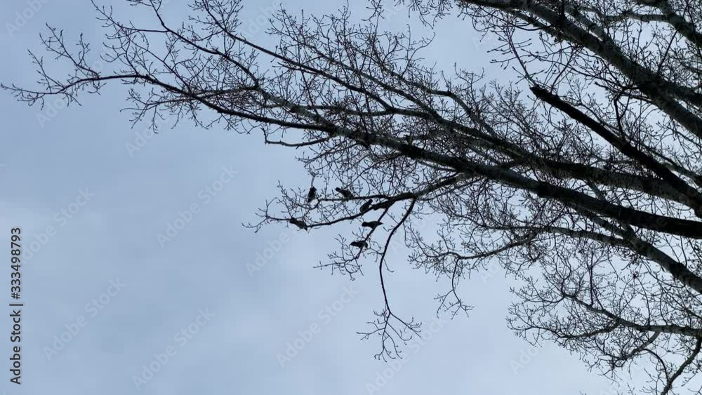Crows birds sitting on bare tree branches, ravens on dark tree against blue sky. Crows birds sitting on bare tree branches, ravens on dark tree against blue sky.