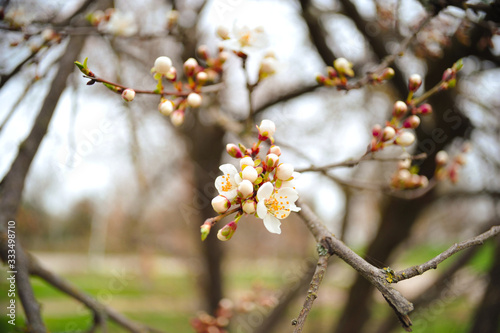 tree blooms