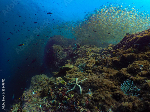 reef coral in koh bida nok - Phi Phi Island photo