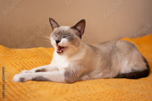 cat yawning on a sofa pet