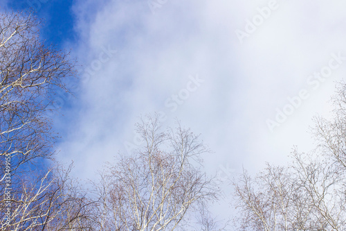 bare birch branches on a background of blue sky with clouds