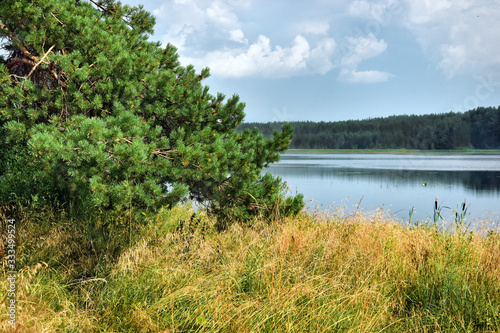 Sunny meadow in a pine forest, on a bright summer day, under a blue sky with clouds.