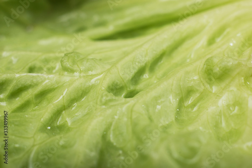 Closeup of organic lettuce salad texture