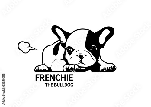 Cute black and white french bulldog puppy, She is sulking and then farts to relax her mood.