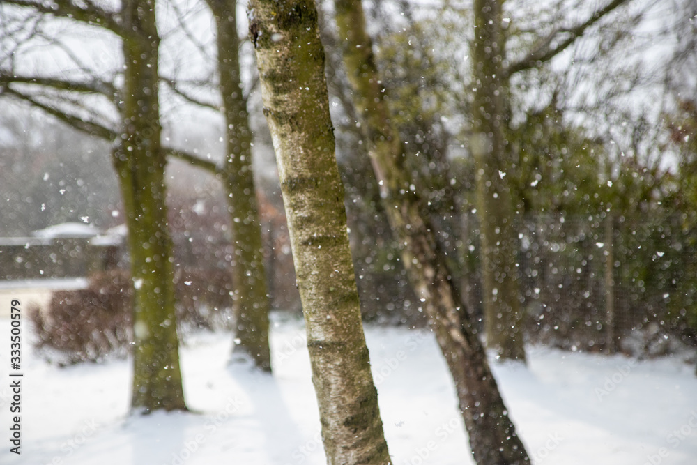 Trees in snow Trees in snow