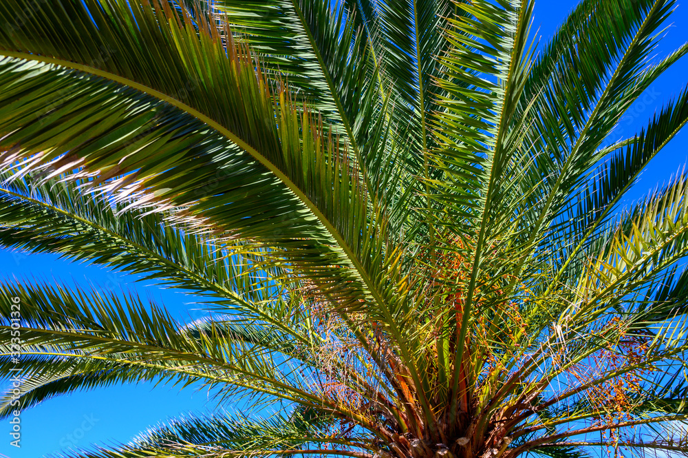 Green palm tree and blue sky Green palm tree and blue sky