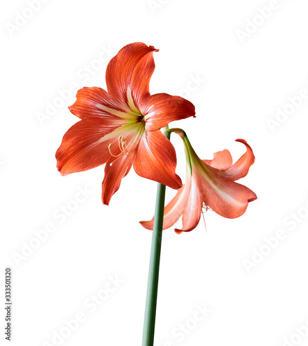 red amaryllis flowers on a stem isolated on a white background photo