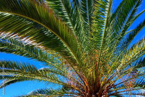 Green palm tree and blue sky