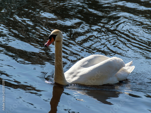 Fototapeta Naklejka Na Ścianę i Meble -  landscape with white swan on the lake