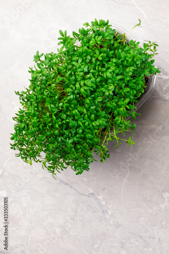 watercress salad microgreen raw sprouts