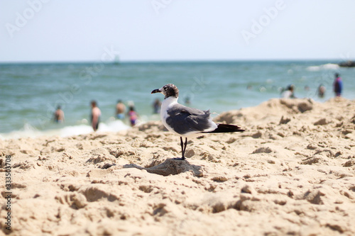 Goéland sur une plage
