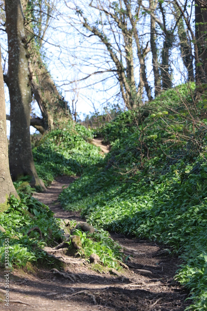 Obraz premium Woodland Path 
