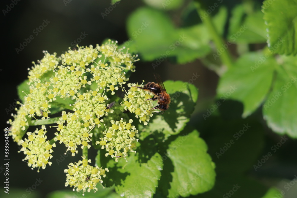 bee sitting on green flowers with green leaves in background bee sitting on green flowers with green leaves in background