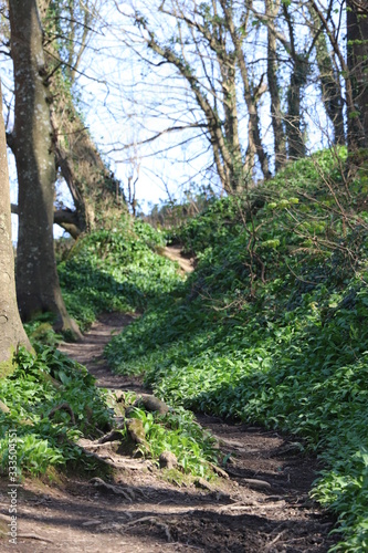 Woodland Path 