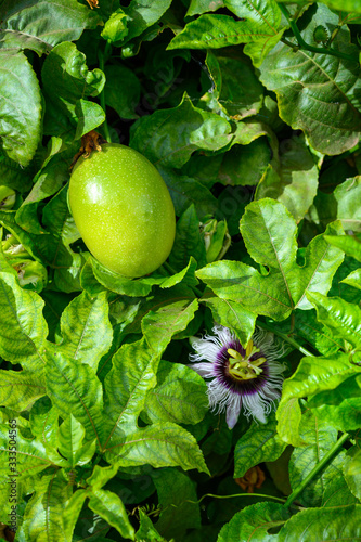 Passoin fruit growing on passiflora plant, ingredient for cocktails and sweet exotic fruit desserts photo