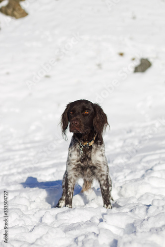 Chien dans la neige