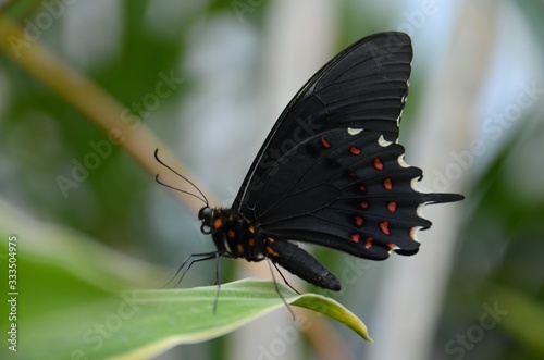 Beautiful butterfly perched on a leaf