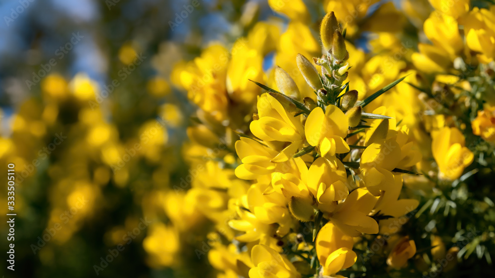 Yellow gorse flowers blooming in soft spring sunshine Yellow gorse flowers blooming in soft spring sunshine