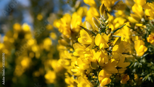 Yellow gorse flowers blooming in soft spring sunshine