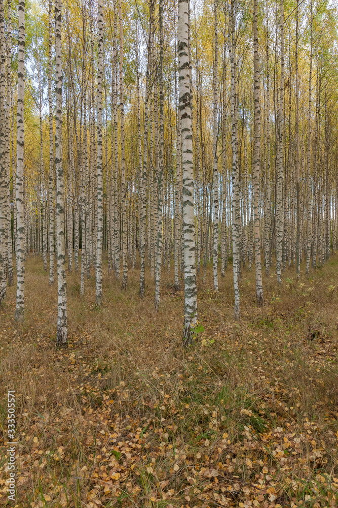 Birch trees with fresh green leaves in autumn. Sweden, selective focus Birch trees with fresh green leaves in autumn. Sweden, selective focus