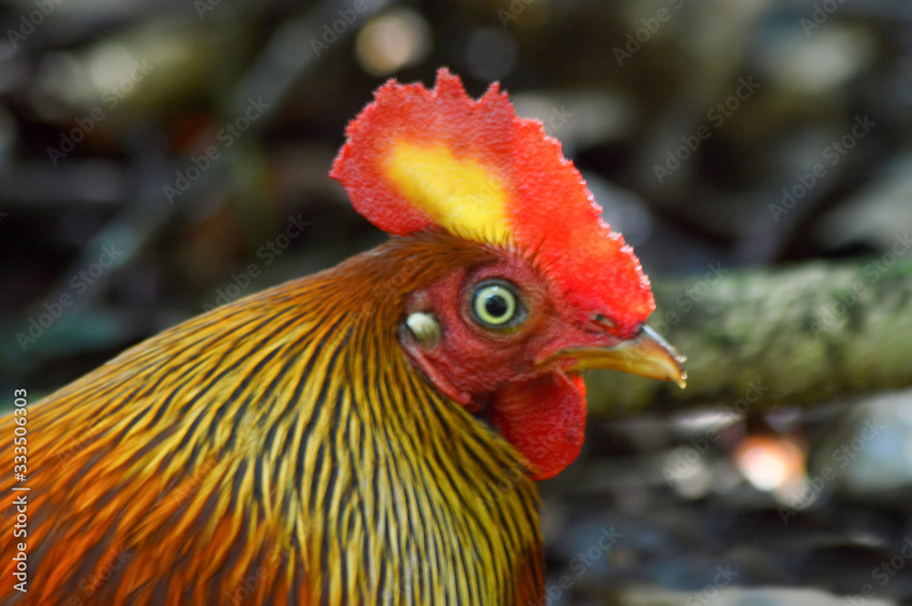 Fototapeta premium portrait of a rooster