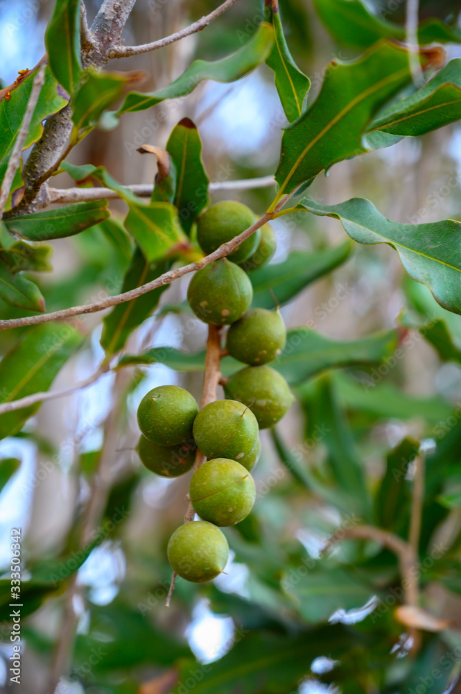 Evergreen macadamia free with ripe green nuts in shell ready for harvest