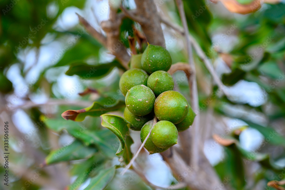 Evergreen macadamia free with ripe green nuts in shell ready for harvest Evergreen macadamia free with ripe green nuts in shell ready for harvest