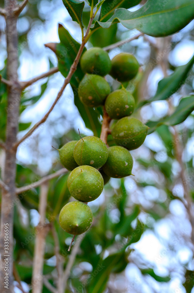 Evergreen macadamia free with ripe green nuts in shell ready for harvest Evergreen macadamia free with ripe green nuts in shell ready for harvest