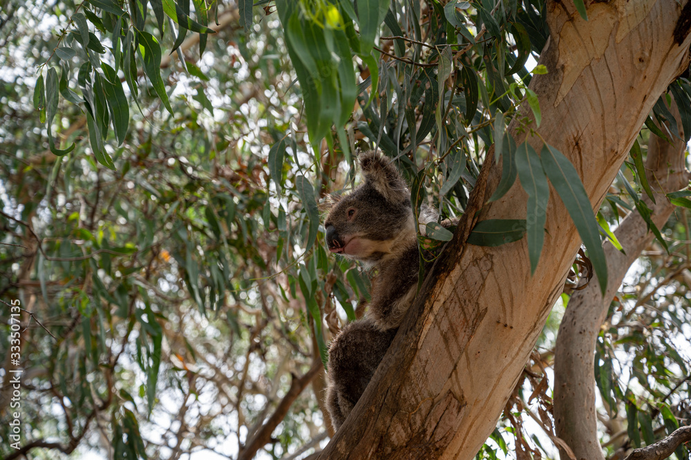 Obraz premium Koala, Phascolarctos cinereus, awake on a tree branch of Eucalyptus tree, Kennett River, Victoria, Australia