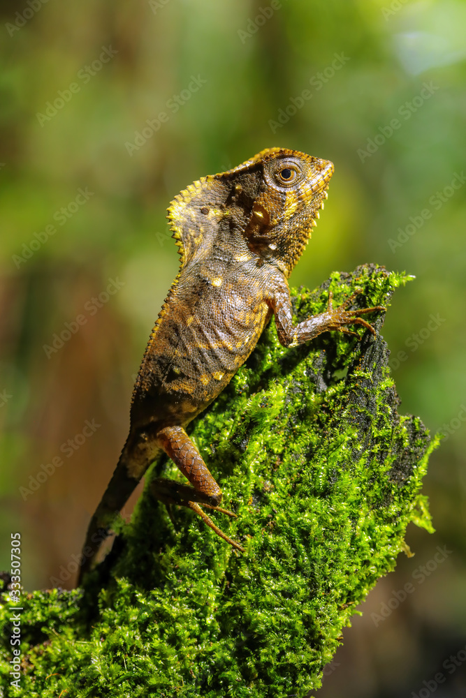 Fototapeta premium Female smooth helmeted iguana (Corytophanes cristatus) sitting on a stump